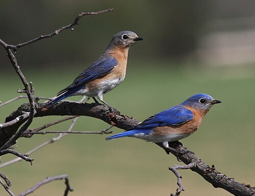 Eastern Bluebird — cavity nester, needs cedar birdhouse in Arlington TX