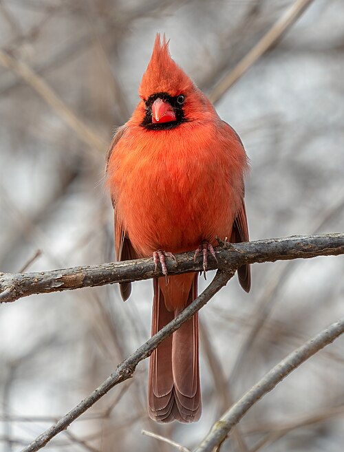 Northern Cardinal — year-round backyard bird in Arlington, Texas