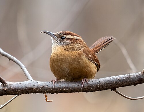 Carolina Wren — needs 1.25-inch entry cedar birdhouse