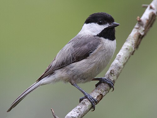 Carolina Chickadee — common nesting bird in North Texas