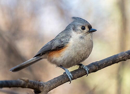 Tufted Titmouse — Arlington, Texas backyard bird